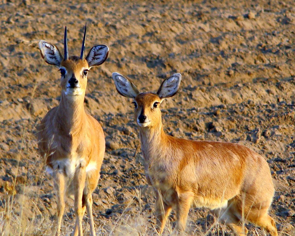 Amohela Ho Spitskop Country Retreat & Conservancy 菲克斯堡 外观 照片